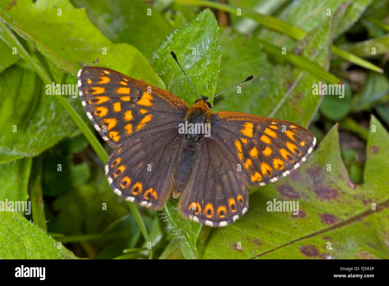 Bordeaux superieur fotografías e imágenes de alta resolución - Alamy