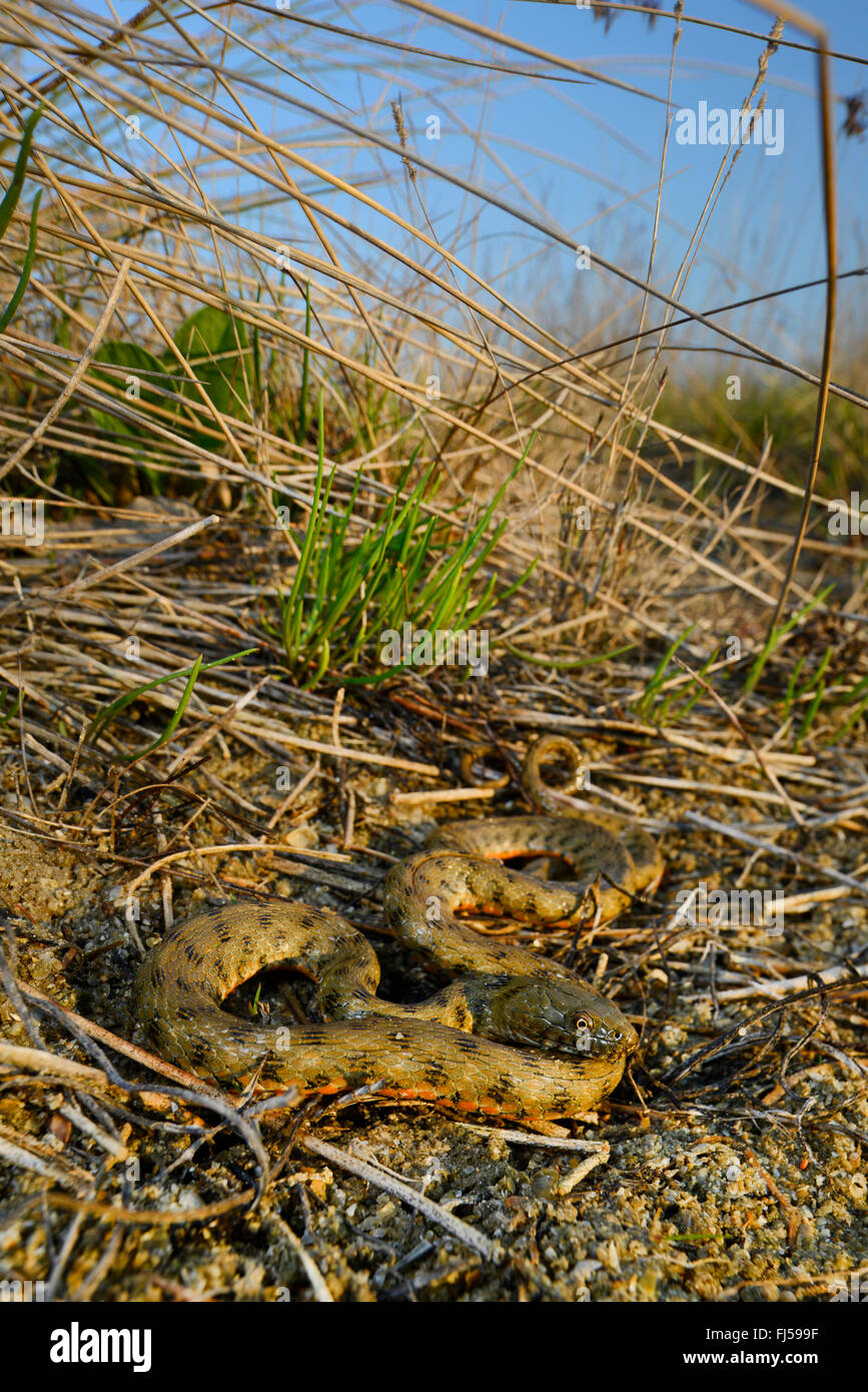 Dados la serpiente (Natrix tessellata), serpiente de agua en una pendiente, Rumania, Biosphaerenreservat Dobrudscha Donaudelta, SfÔntu Gheorgh Foto de stock
