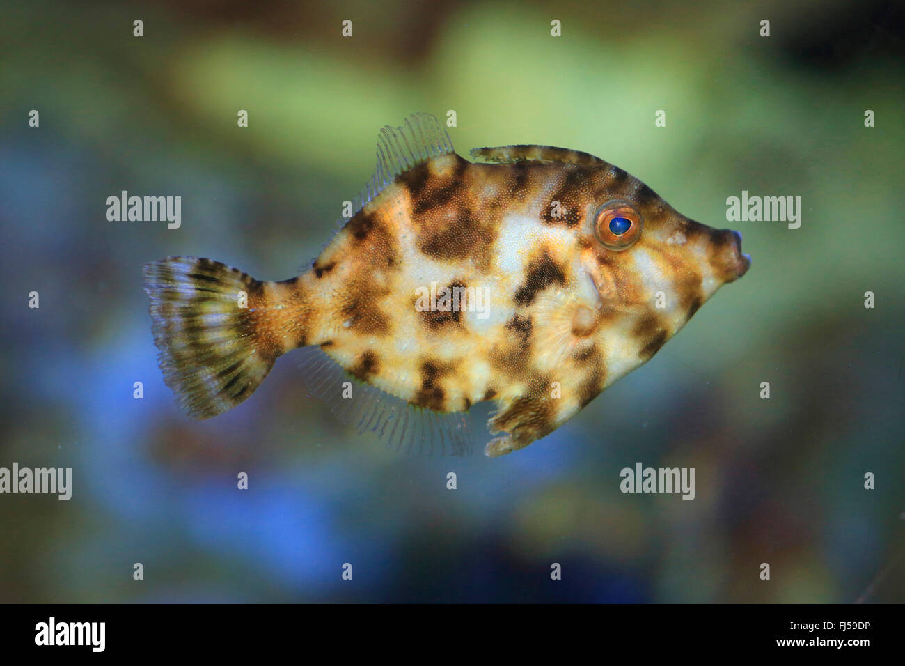 Cola de cerda (filefish Acreichthys tomentosus), natación Foto de stock