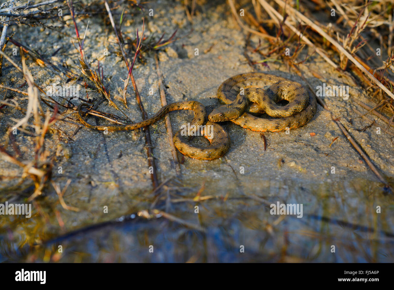 Dados la serpiente (Natrix tessellata), serpiente de agua en la orilla, Rumania, Biosphaerenreservat Dobrudscha Donaudelta, SfÔntu Gheorgh Foto de stock