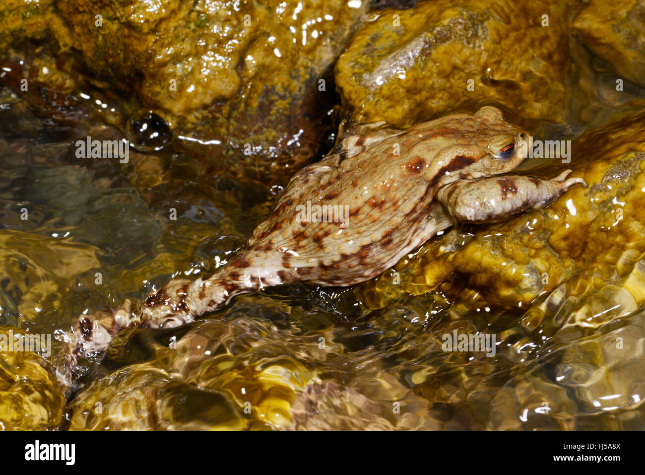 El sapo común europeo (Bufo bufo), sube contra la corriente, migración de anfibios, Rumania, Karpaten Foto de stock