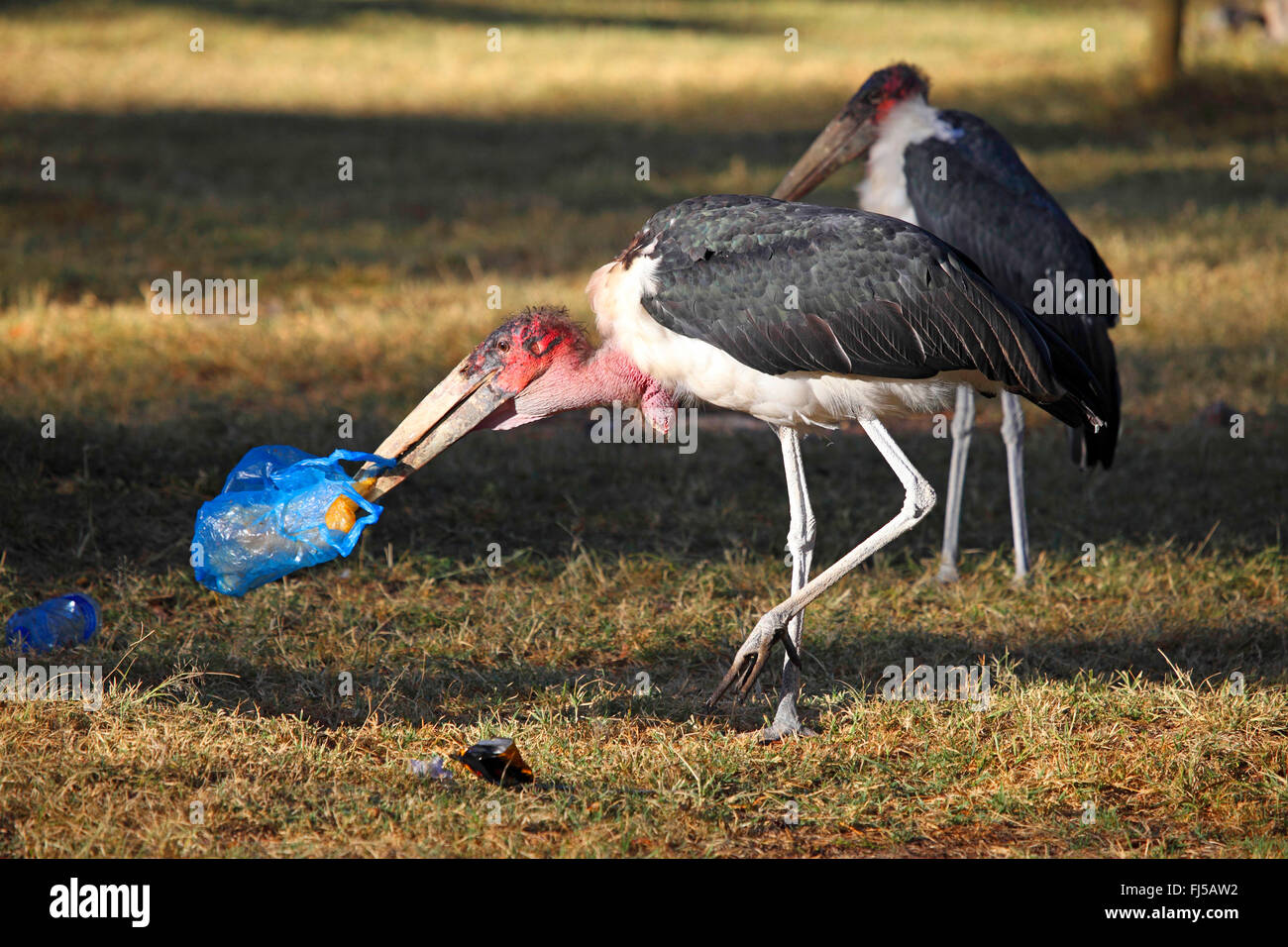 Marabou stork (Leptoptilos crumeniferus), dos cigüeñas marabú sobre el alimento en la basura, Kenya Foto de stock