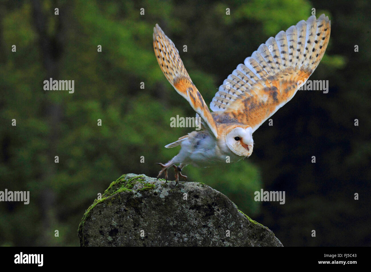 Lechuza de Campanario (Tyto alba), partiendo de una roca, Alemania Foto de stock