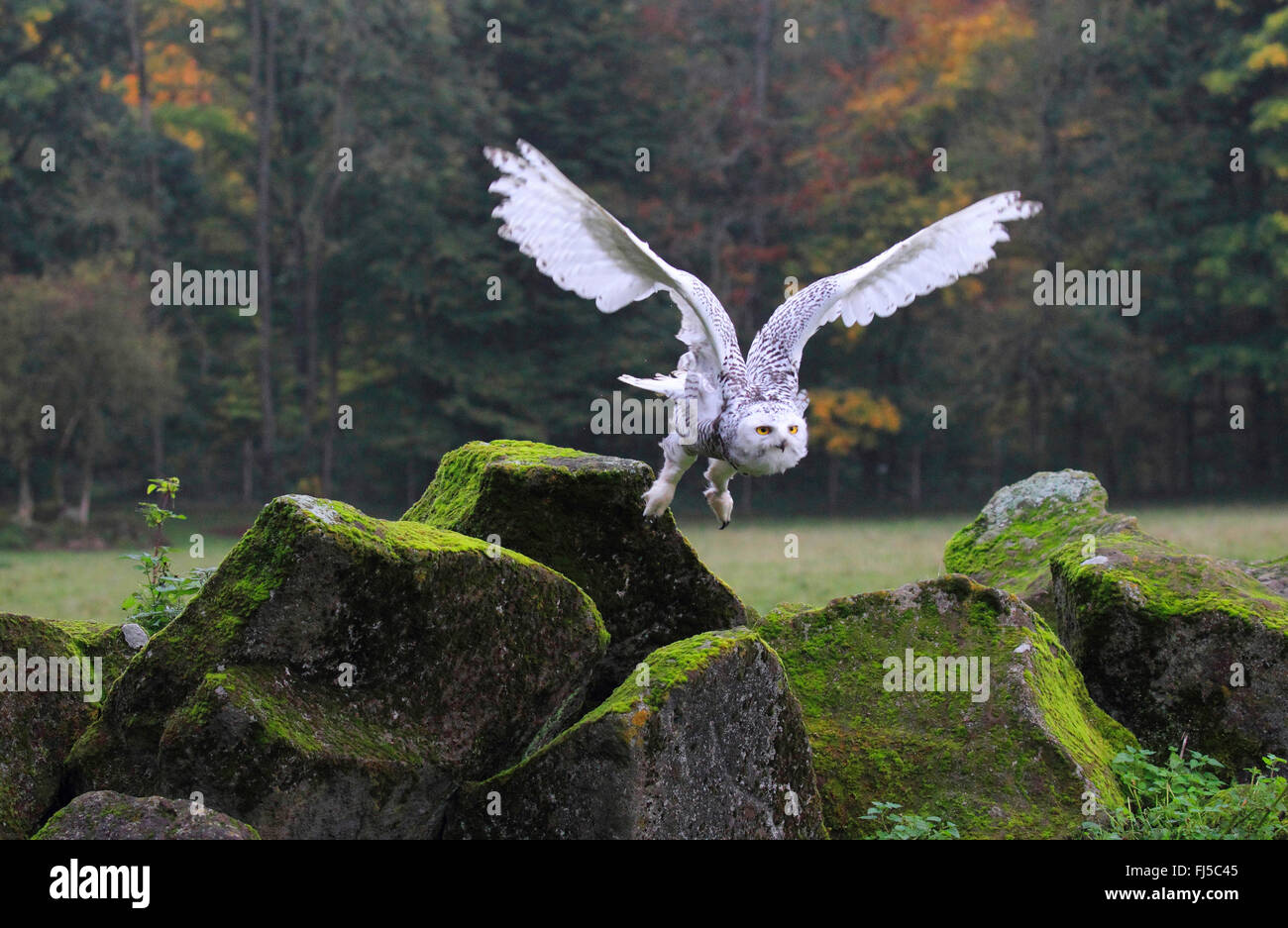 Snowy Owl (Strix, Nyctea scandiaca scandiaca, Bubo scandiacus), volando Foto de stock