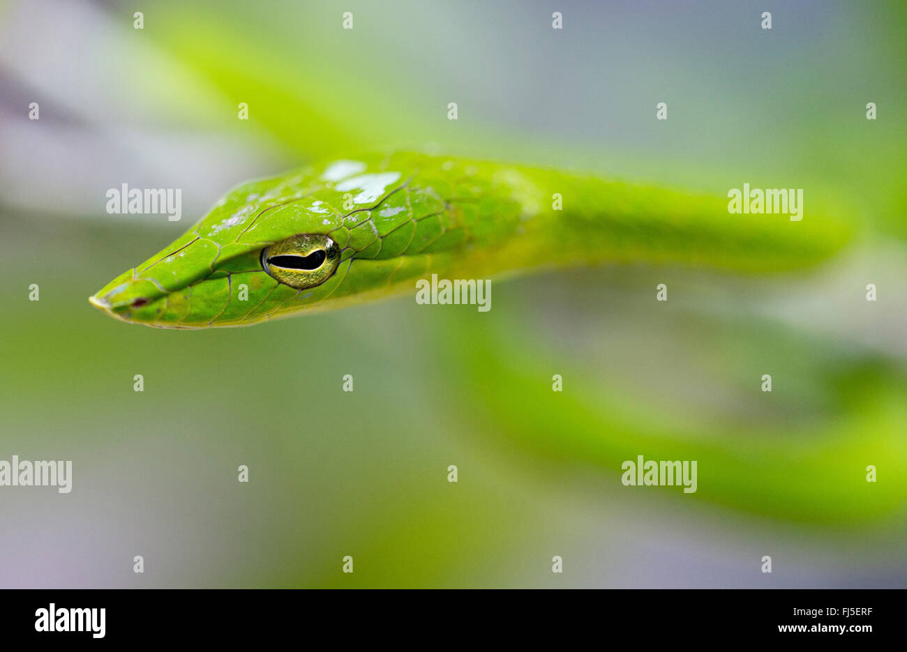 Longnose whipsnake, Verde serpiente (vid Ahaetulla nasuta), retrato, Malasia, Borneo, Sabah Foto de stock