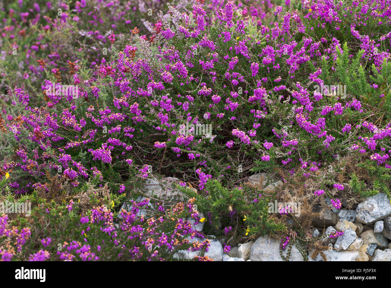 Heather Bell, Scotch brezo (Erica cinerea), floreciendo, Francia Foto de stock