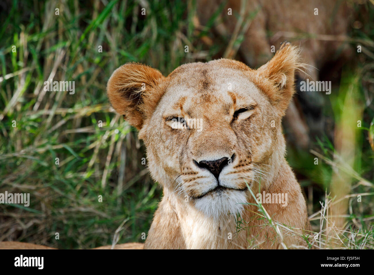 León (Panthera leo), retrato, Kenia, Masai Mara National Park Foto de stock