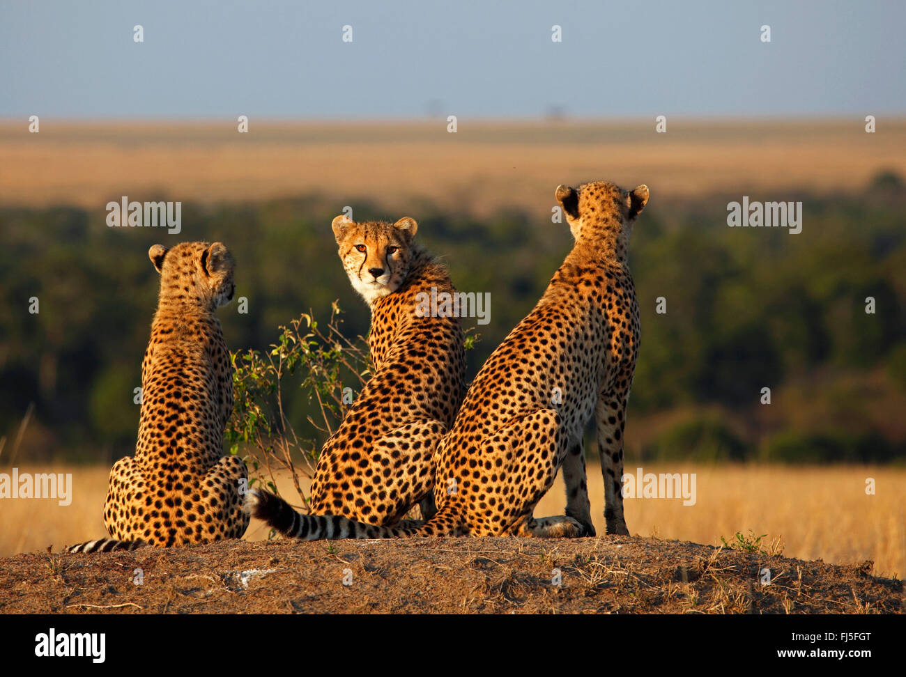 Guepardo (Acinonyx jubatus), tres guepardos en luz del atardecer, Kenia, Masai Mara National Park Foto de stock
