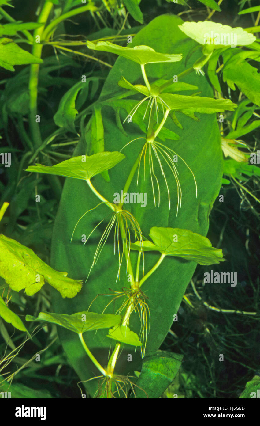 Centella brasileño (Hydrocotyle leucocephala), hojas y raíces Foto de stock