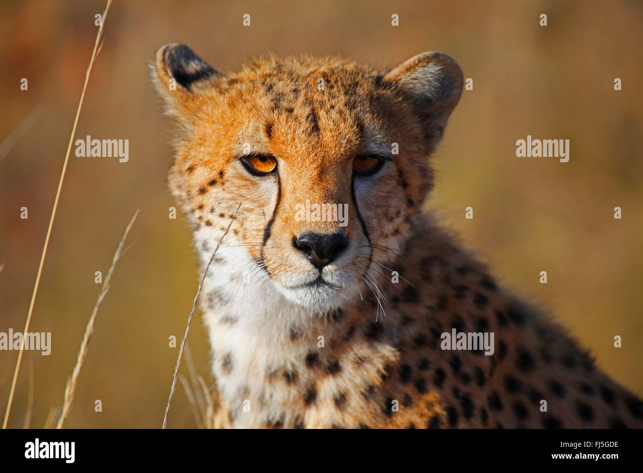 Guepardo (Acinonyx jubatus), retrato, Kenia, Masai Mara National Park Foto de stock