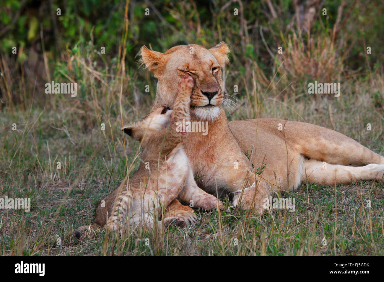León (Panthera leo), León con cub, Kenia, Masai Mara National Park Foto de stock