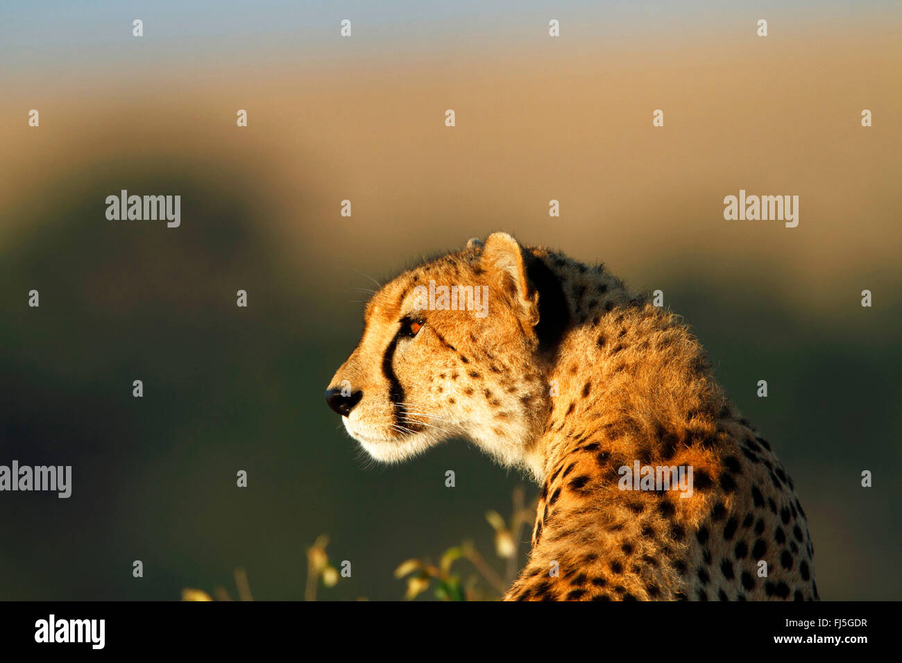 Guepardo (Acinonyx jubatus), retrato, Kenia, Masai Mara National Park Foto de stock