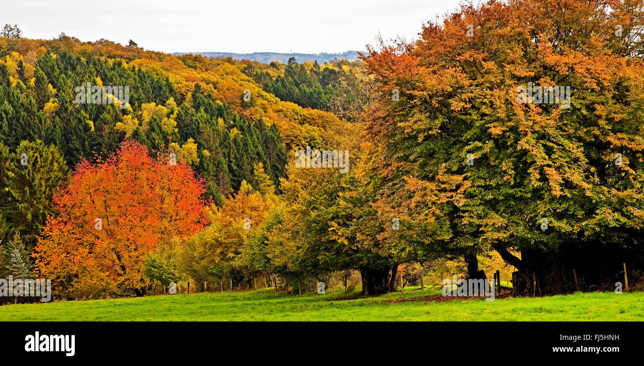 Gama baja montaña Bergisches Land en otoño, en Alemania, en Renania del Norte-Westfalia, Bergisches Land, Wuppertal. Foto de stock