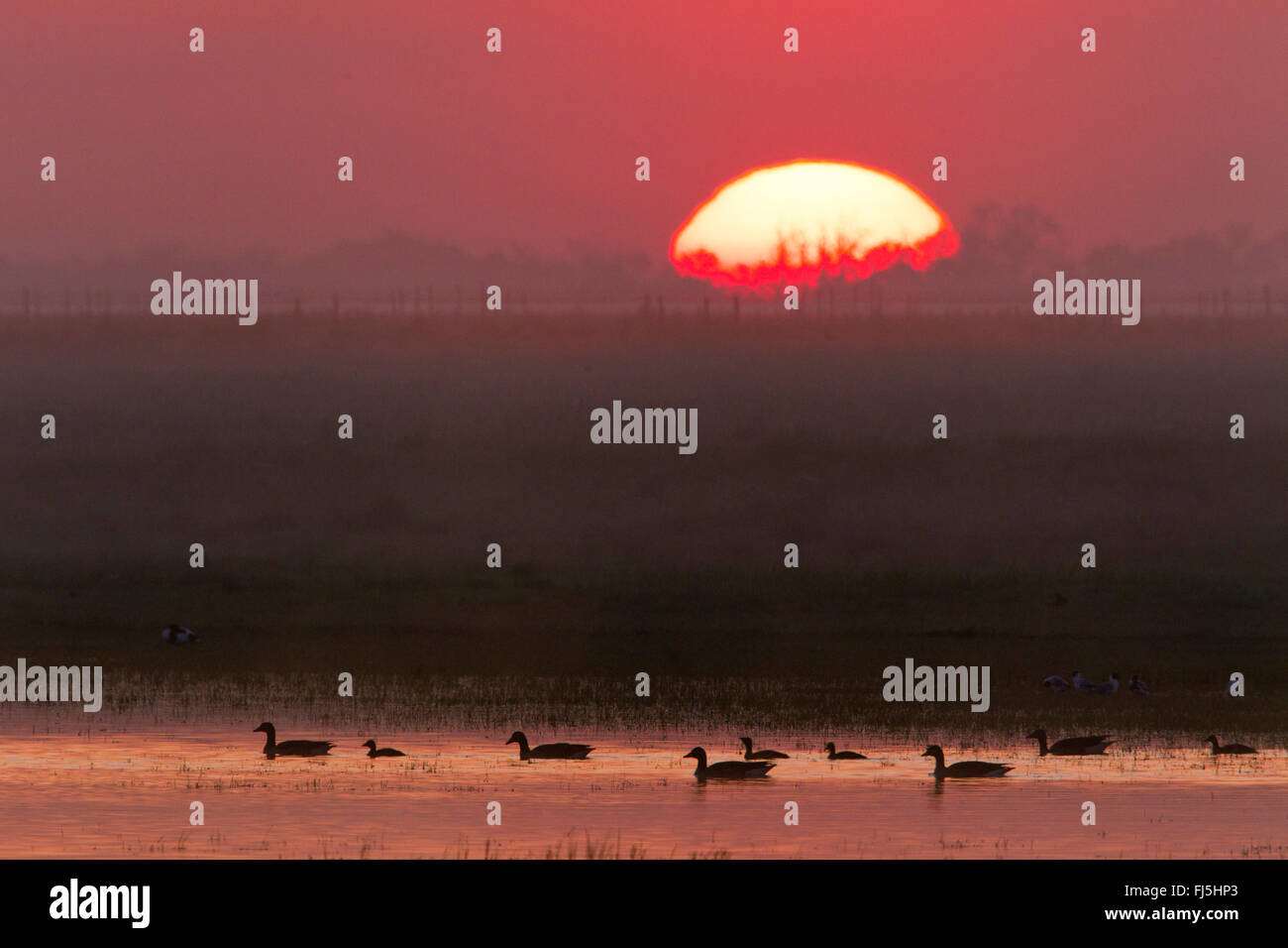 Graylag goose (Anser anser), gansos graylag al amanecer, Austria, Burgenland, Seewinkel Foto de stock