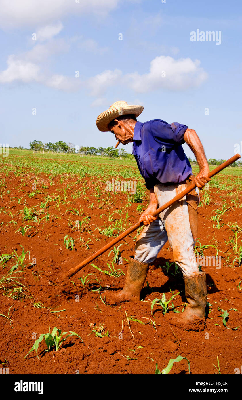 Simple Campesino trabajando en el campo, vista lateral, Cuba, La Habana Foto de stock