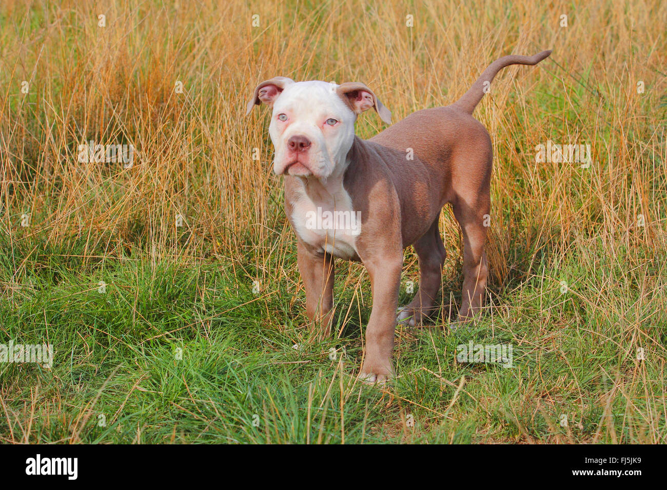 Olde English Bulldog (Canis lupus familiaris) f., doce weaks cachorro de pie en una pradera, Alemania Foto de stock
