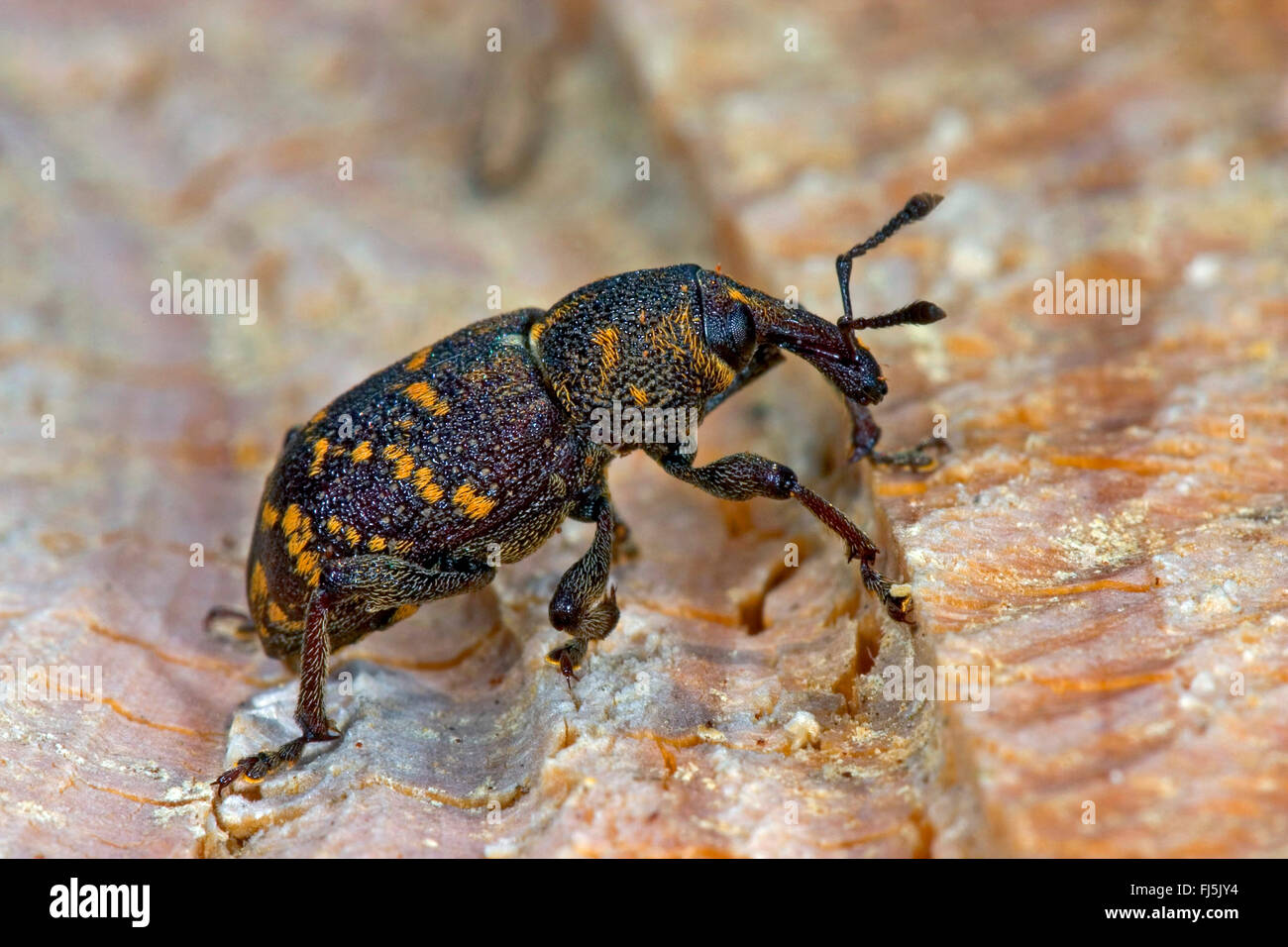 Gorgojo Manchado Fotos e Imágenes de stock - Página 2 - Alamy