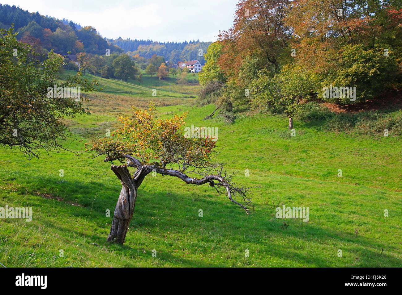 Manzano (Malus domestica), viejo retorcido árbol en otoño, Alemania Baden-Wurtemberg, Odenwald Foto de stock