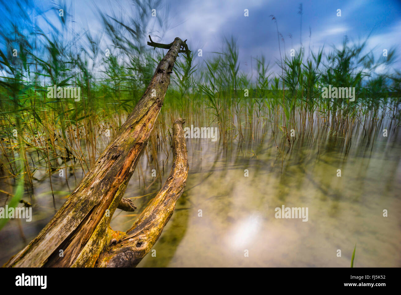 Árbol caído en el arrecife cinturón de un lago, Alemania, Brandeburgo,  Stechlin, Neuglobsow Fotografía de stock - Alamy