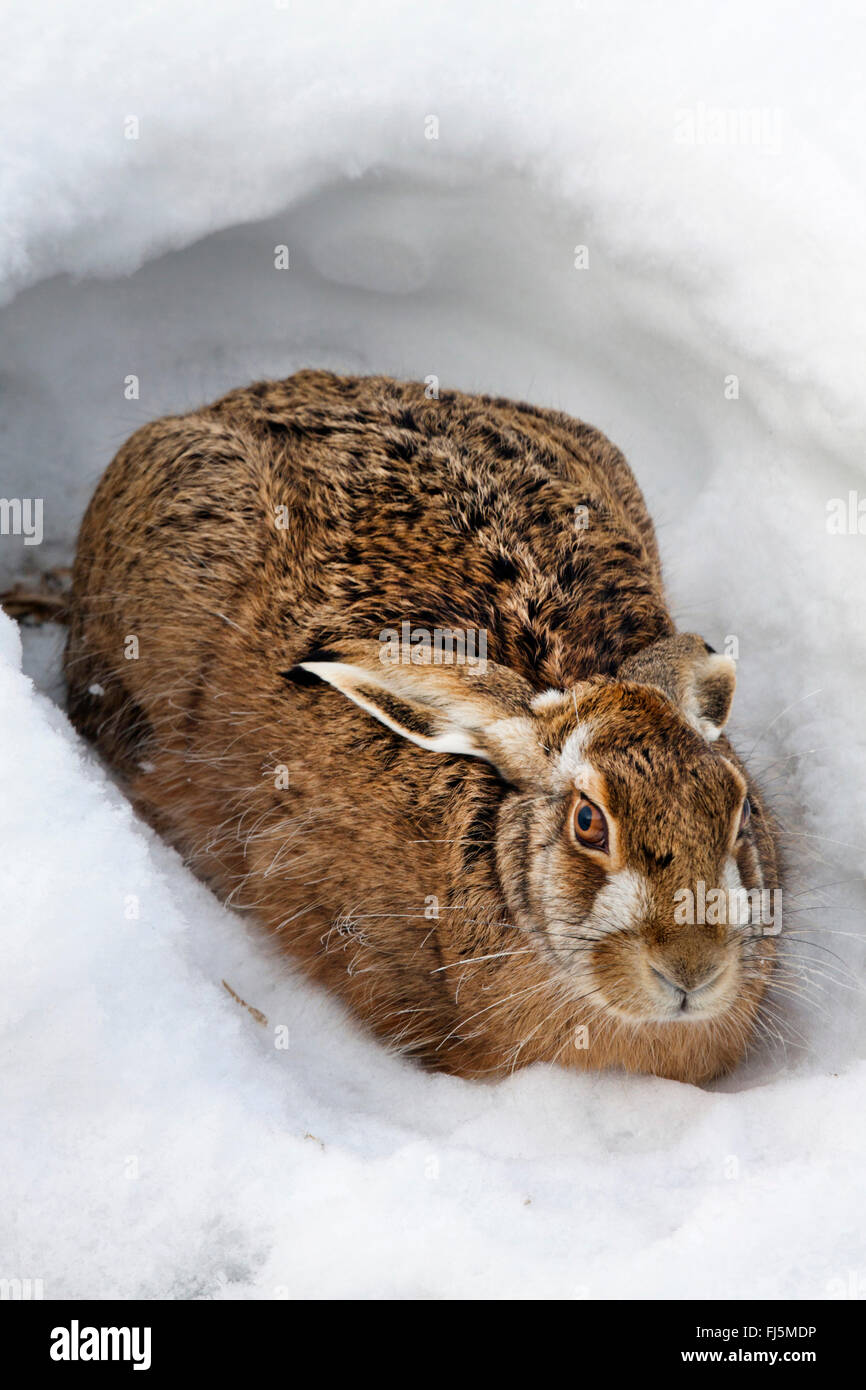 Liebre europea, marrón de la liebre (Lepus europaeus), en el pozo de la nieve, Austria, Burgenland, Seewinkel Foto de stock