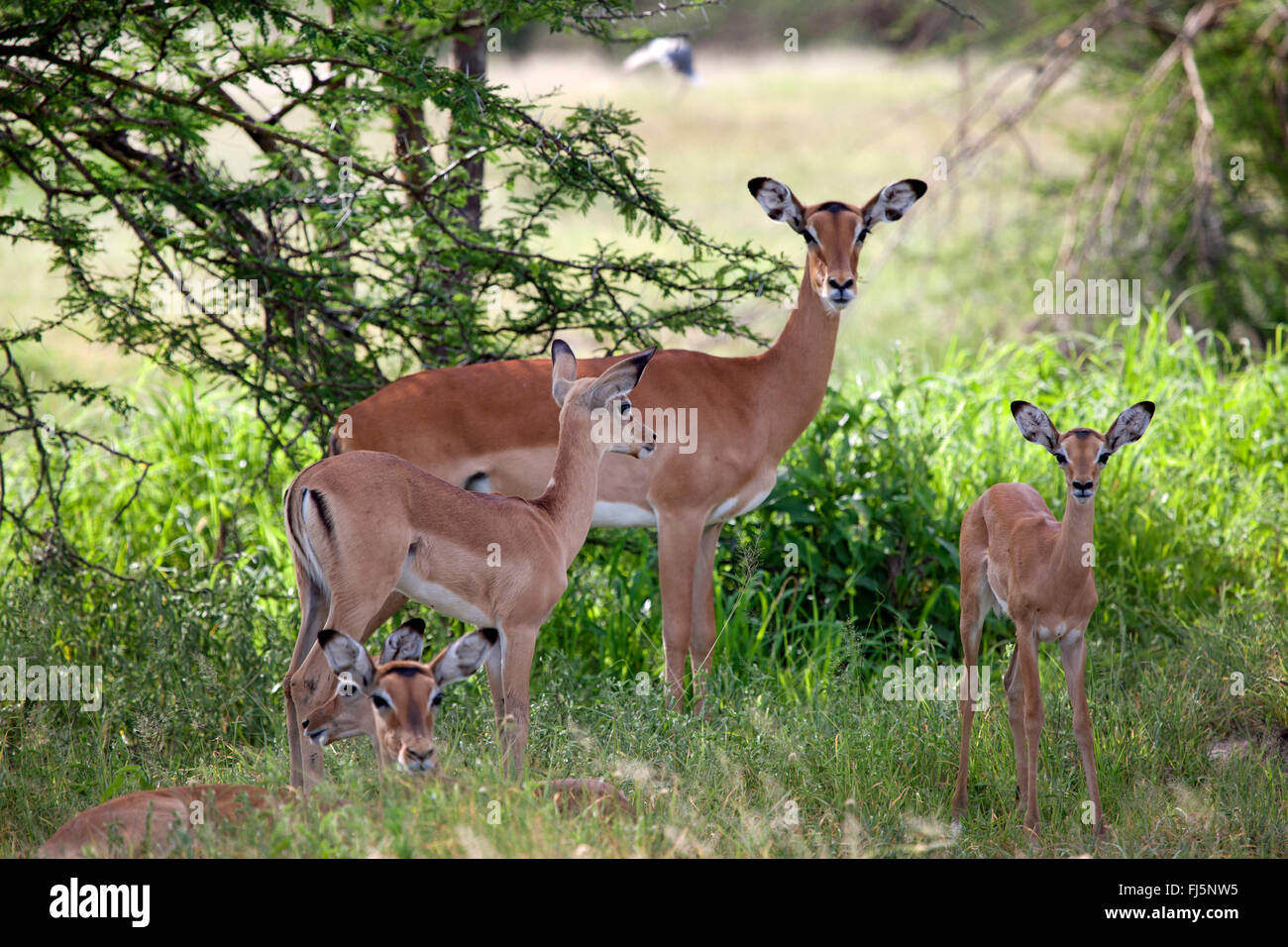 El impala (Aepyceros melampus), impalas con animales jóvenes descansando en la sombra de un arbusto, Tanzania Foto de stock