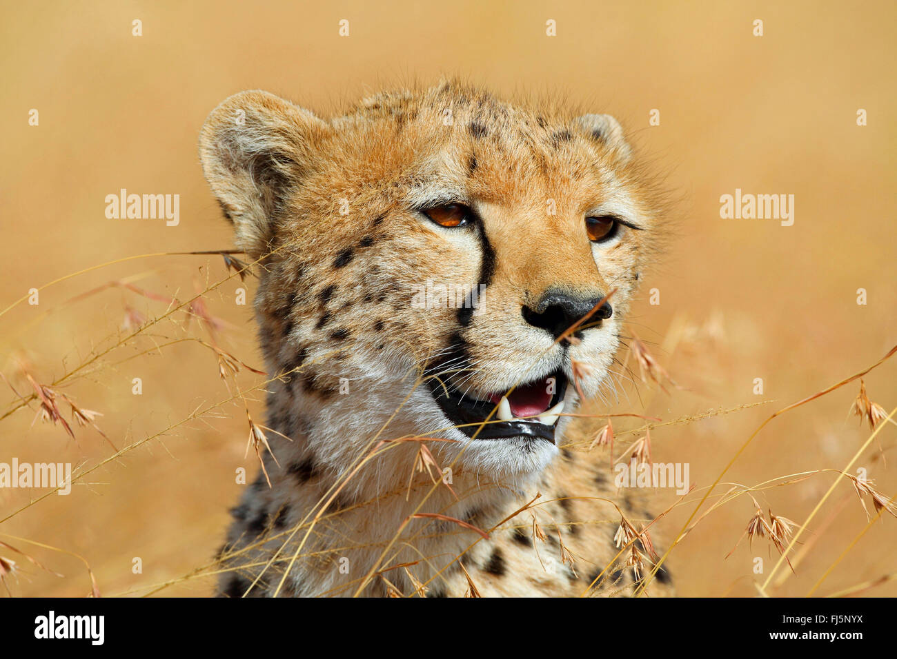 Guepardo (Acinonyx jubatus), retrato, Kenia, Masai Mara National Park Foto de stock