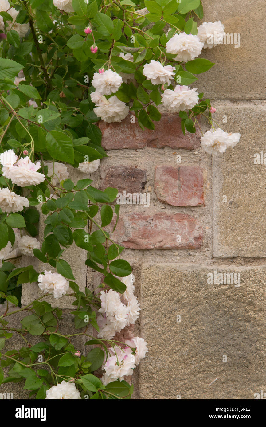 Rosa - rosa ' Felicite Perpetue ' sempervirens rosas que se rameaban Rosa inglesa floreciendo en flor creciendo en piedra de ladrillo viejo Wall Reino Unido Inglaterra Foto de stock