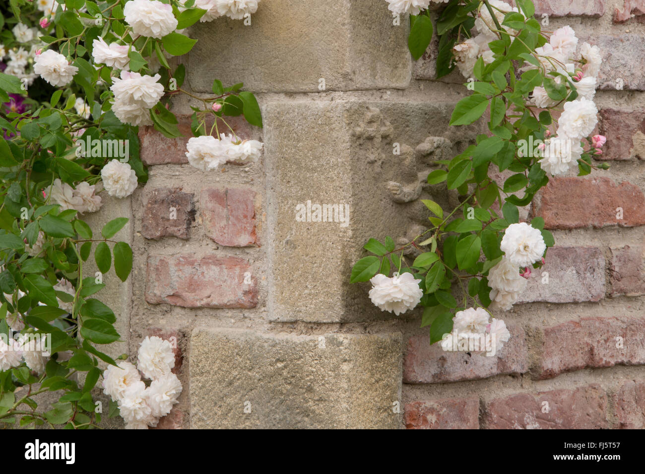 Rosa ' Felicite Perpetue ' sempervirens en flor de rosa inglesa En flor que crece en la pared de piedra de ladrillo antiguo Reino Unido Inglaterra Foto de stock