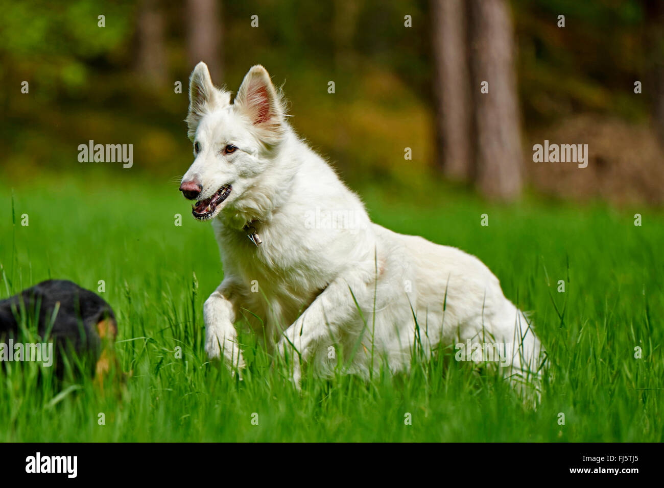 Berger Blanc Suisse (Canis lupus familiaris) f., BERGER BLANC SUISSE corriendo en una pradera, Alemania Foto de stock