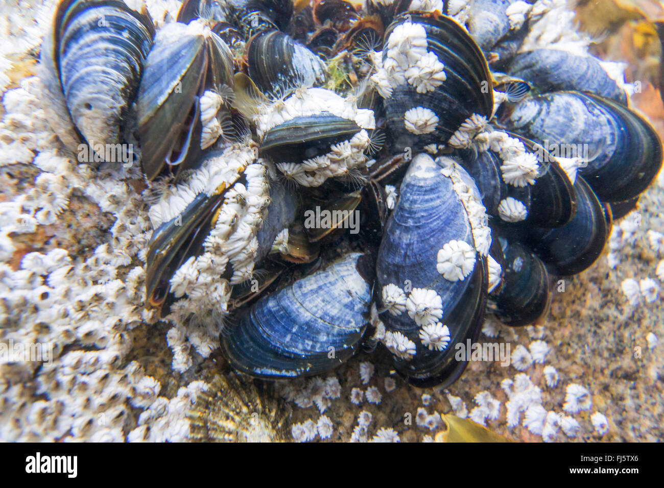 Mejillón Azul, Bahía mejillón, mejillón común, un mejillón (Mytilus edulis), Azul mejillones y percebes, Noruega Troms, Sandnesshamn, Katttfjorden Foto de stock