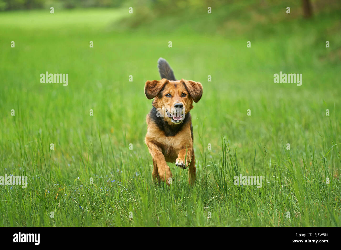 Perro de raza mixta (Canis lupus familiaris) f., pasear perros de raza mixta en un prado, Alemania Foto de stock
