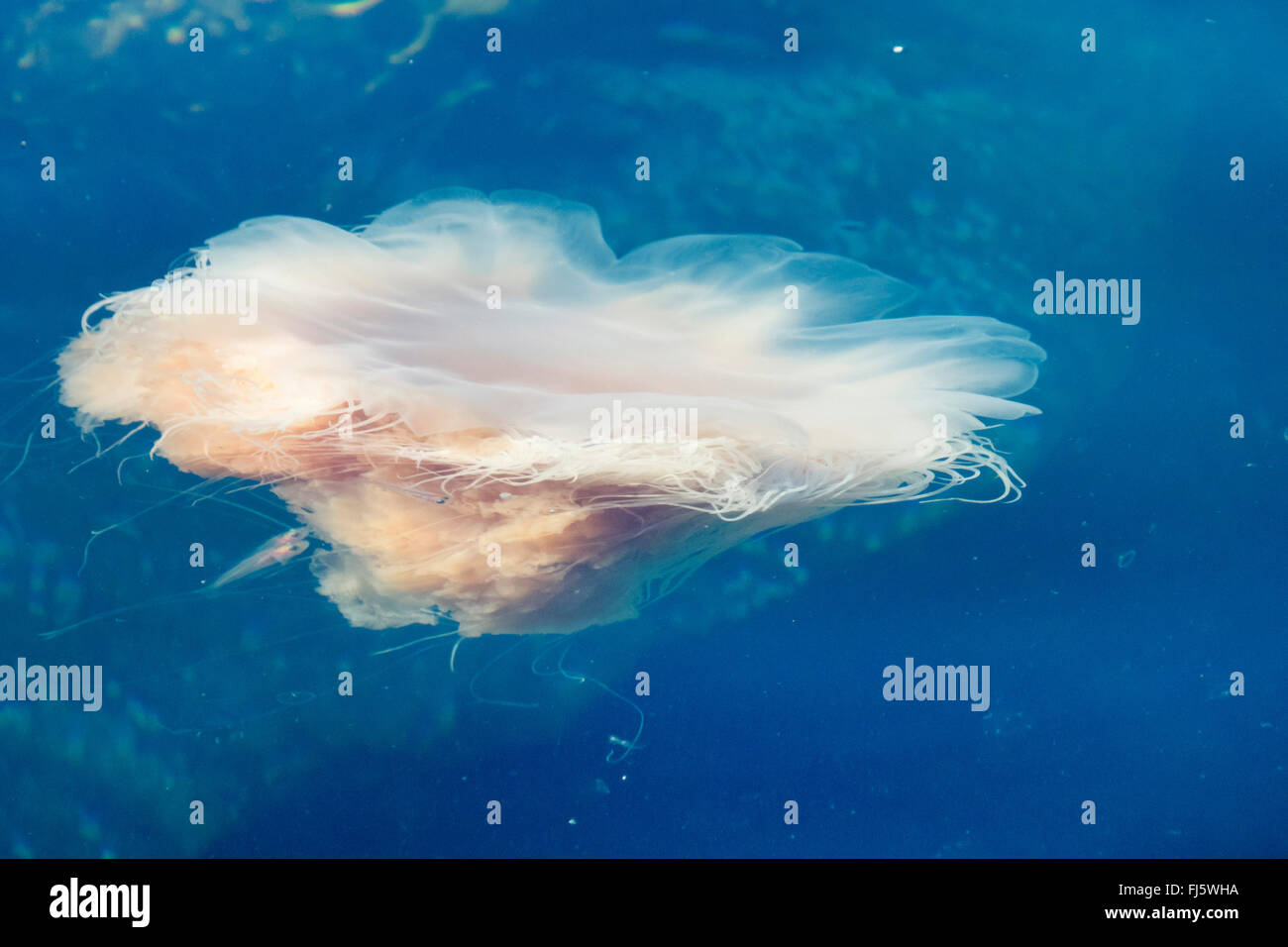 Lion's mane, medusas gigantes, peludo Stinger, mar grasa, ortiga de mar, medusas rosa (Cyanea en capillata), secador de medusas con peces, Noruega Troms Foto de stock