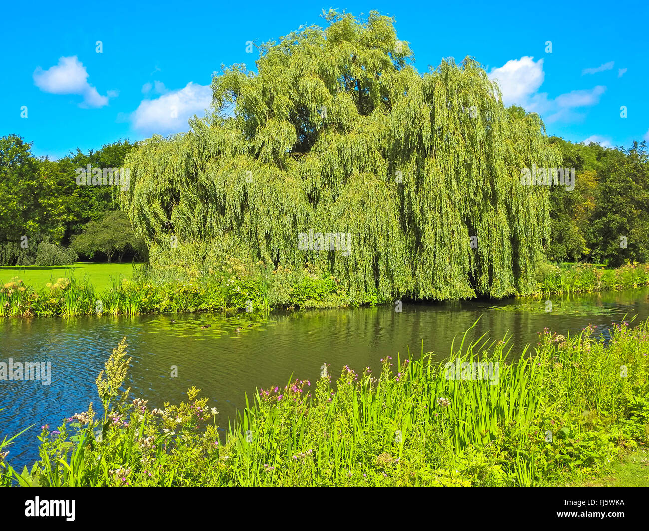 Sauces llorones de oro fotografías e imágenes de alta resolución Alamy