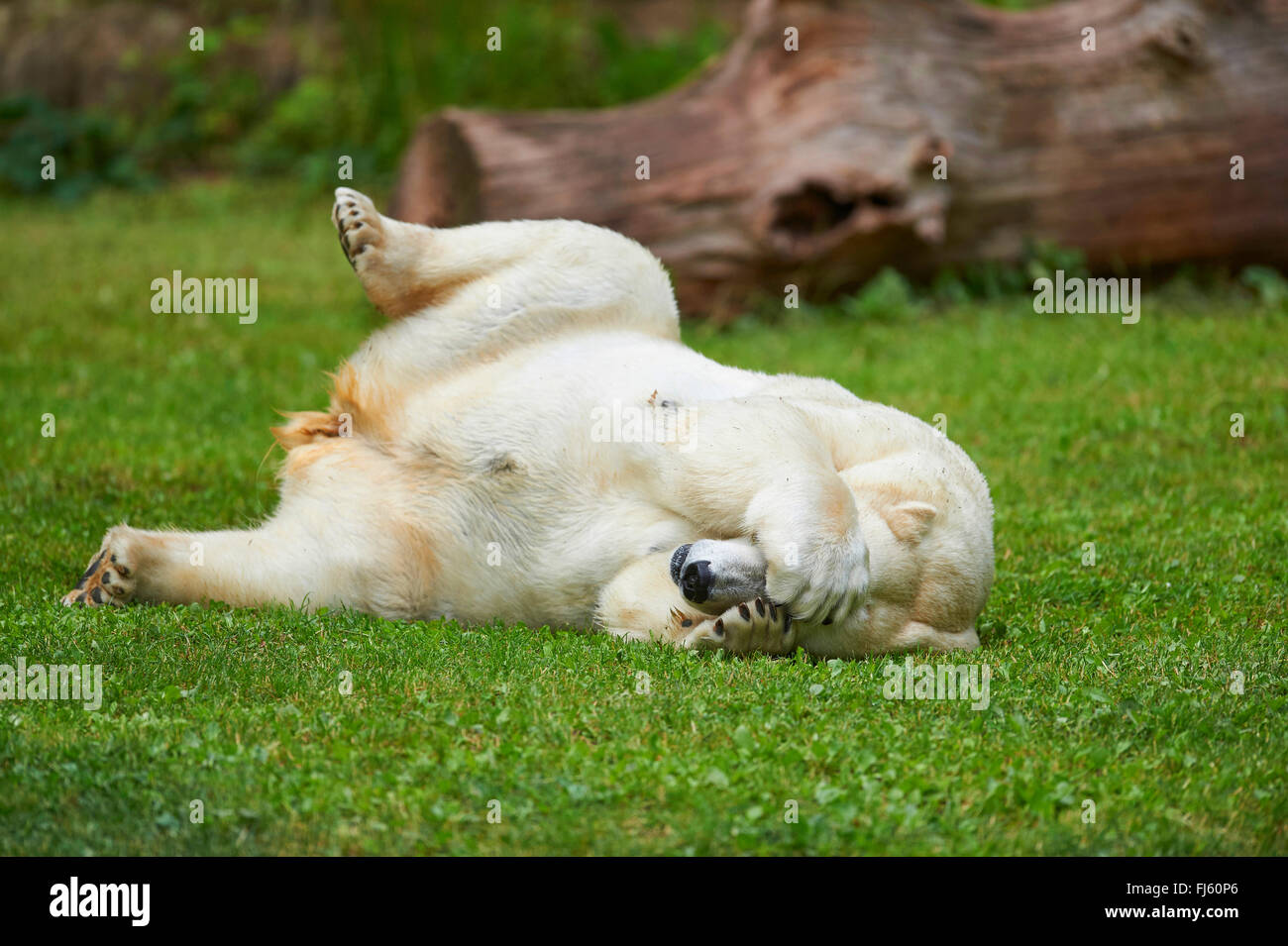 El oso polar (Ursus maritimus), tumbado en una pradera y sentirse bien Foto de stock