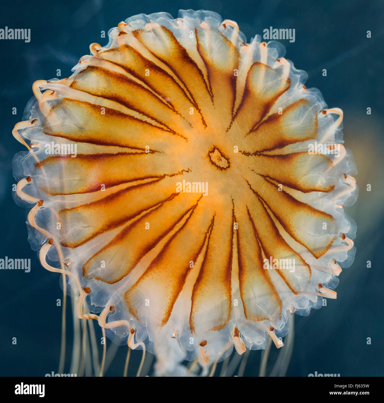 Brújula, medusas Medusas con bandas rojas (Chrysaora hysoscella), flotando en el agua Foto de stock
