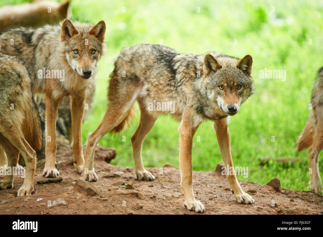Unión lobo gris (Canis lupus lupus), la manada de lobos en un bosque, Alemania, Baviera Foto de stock