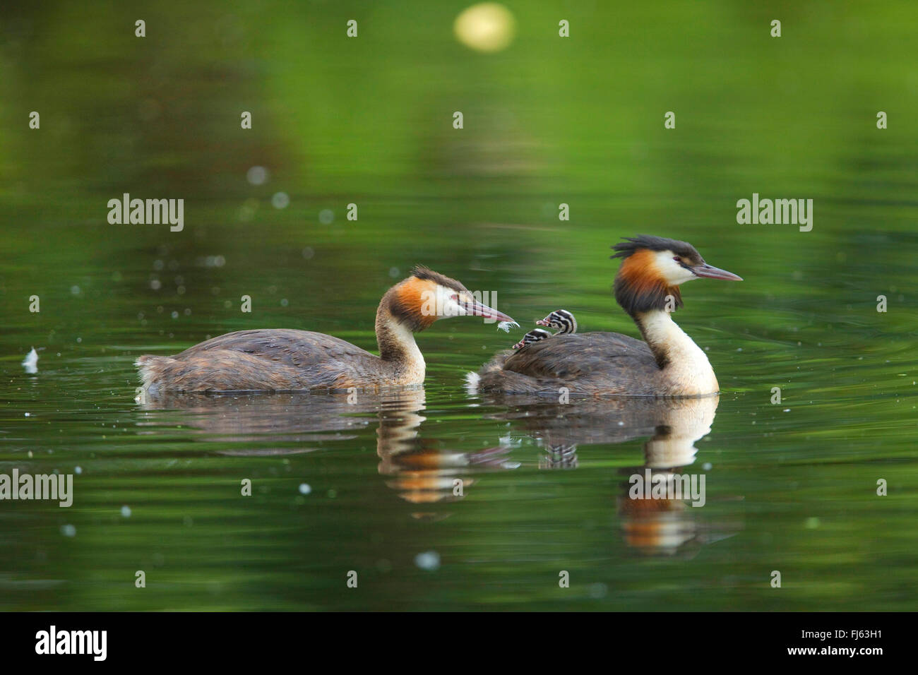 Somormujo lavanco (Podiceps cristatus), somormujo lavanco pollitos da una pluma, en Alemania, en Renania del Norte-Westfalia Foto de stock