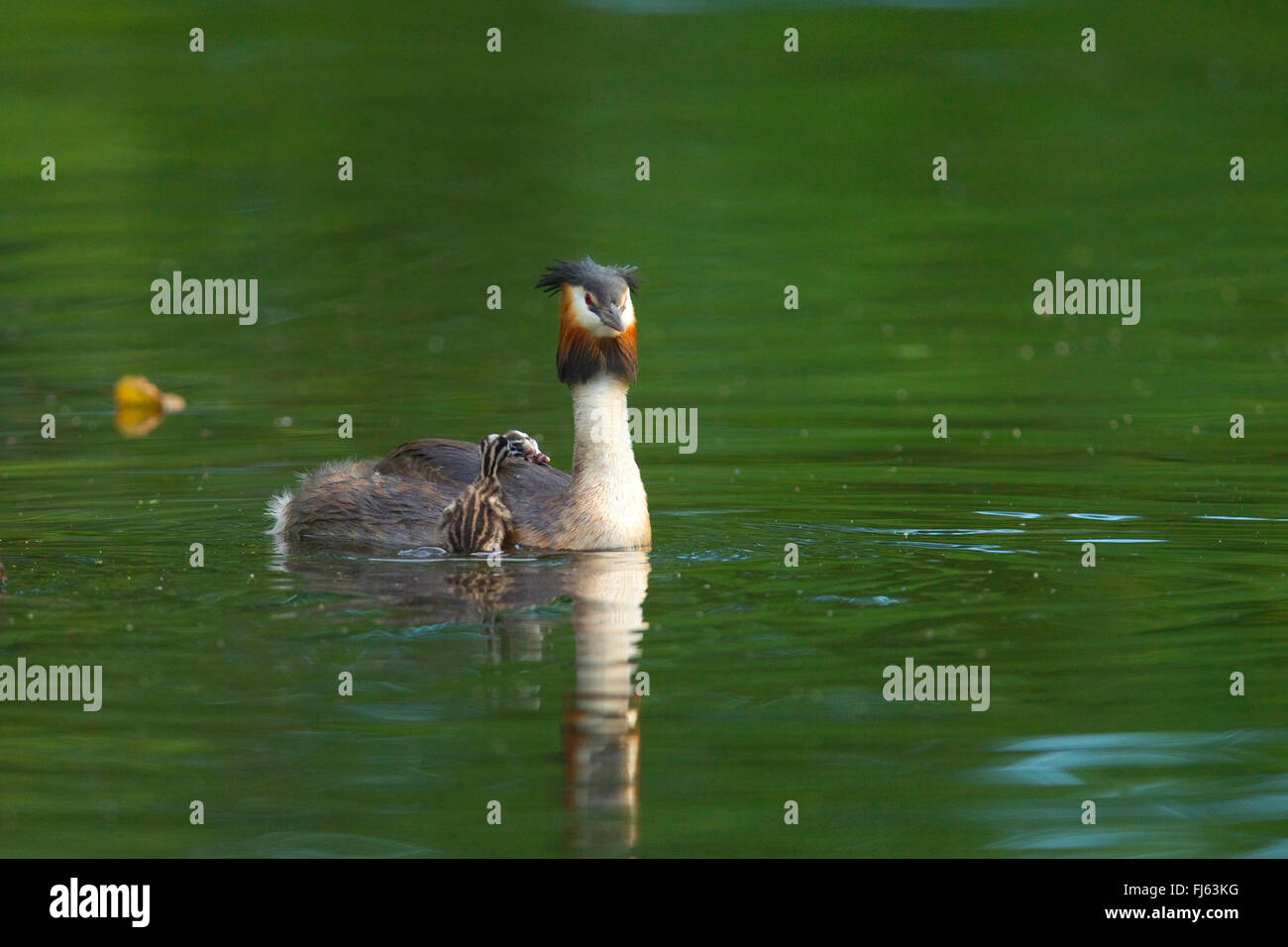 Somormujo lavanco (Podiceps cristatus), con dos polluelos, en Alemania, en Renania del Norte-Westfalia Foto de stock