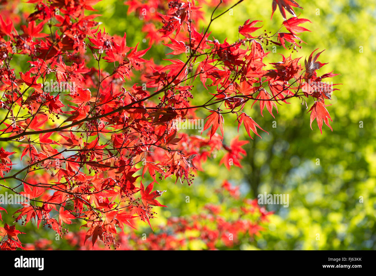 Arce japonés (Acer palmatum), foliaciï¿½ en primavera, en Alemania, en Renania del Norte-Westfalia Foto de stock
