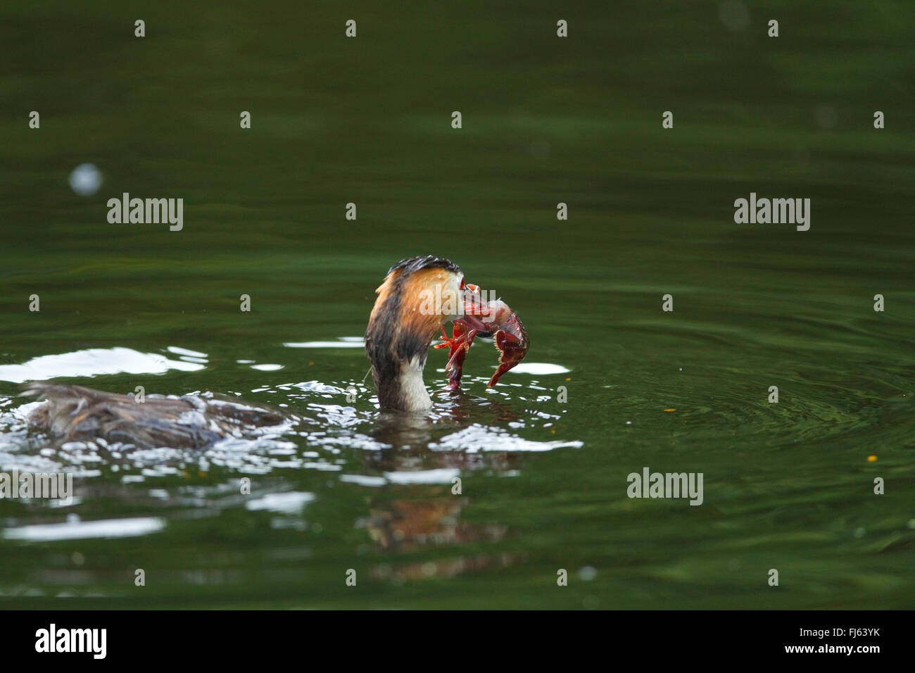 Somormujo lavanco (Podiceps cristatus), somormujo lavanco cogí un cangrejo, en Alemania, en Renania del Norte-Westfalia Foto de stock