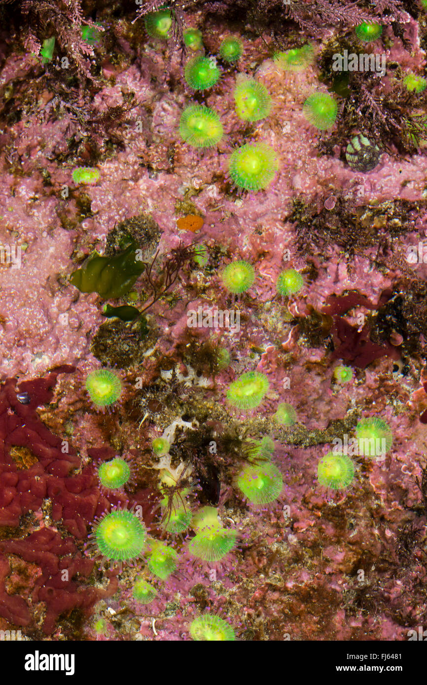 Anémona joya verde (Corynactis viridis), colonia en una piedra Foto de stock
