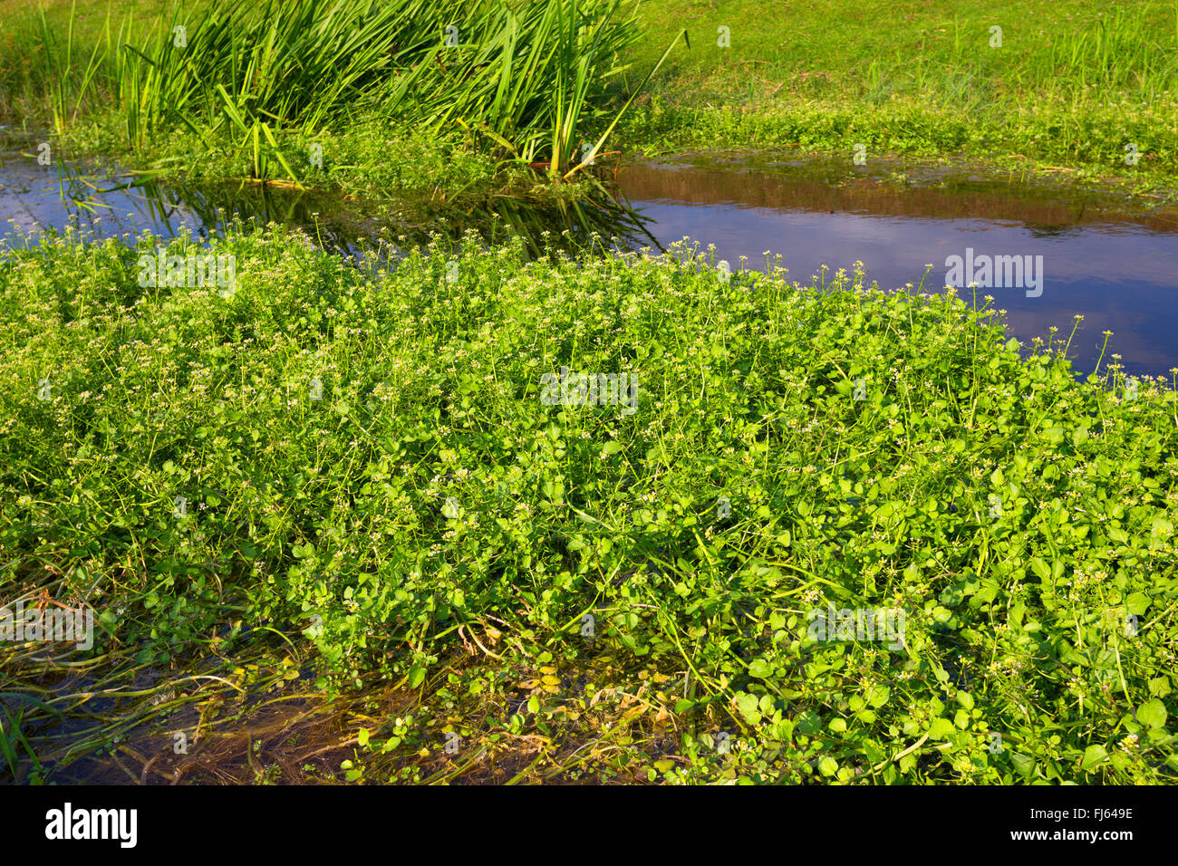 Berro, uno remaba, Onerow Yellowcress berro (Nasturtium microphyllum), floreciendo, Alemania Foto de stock