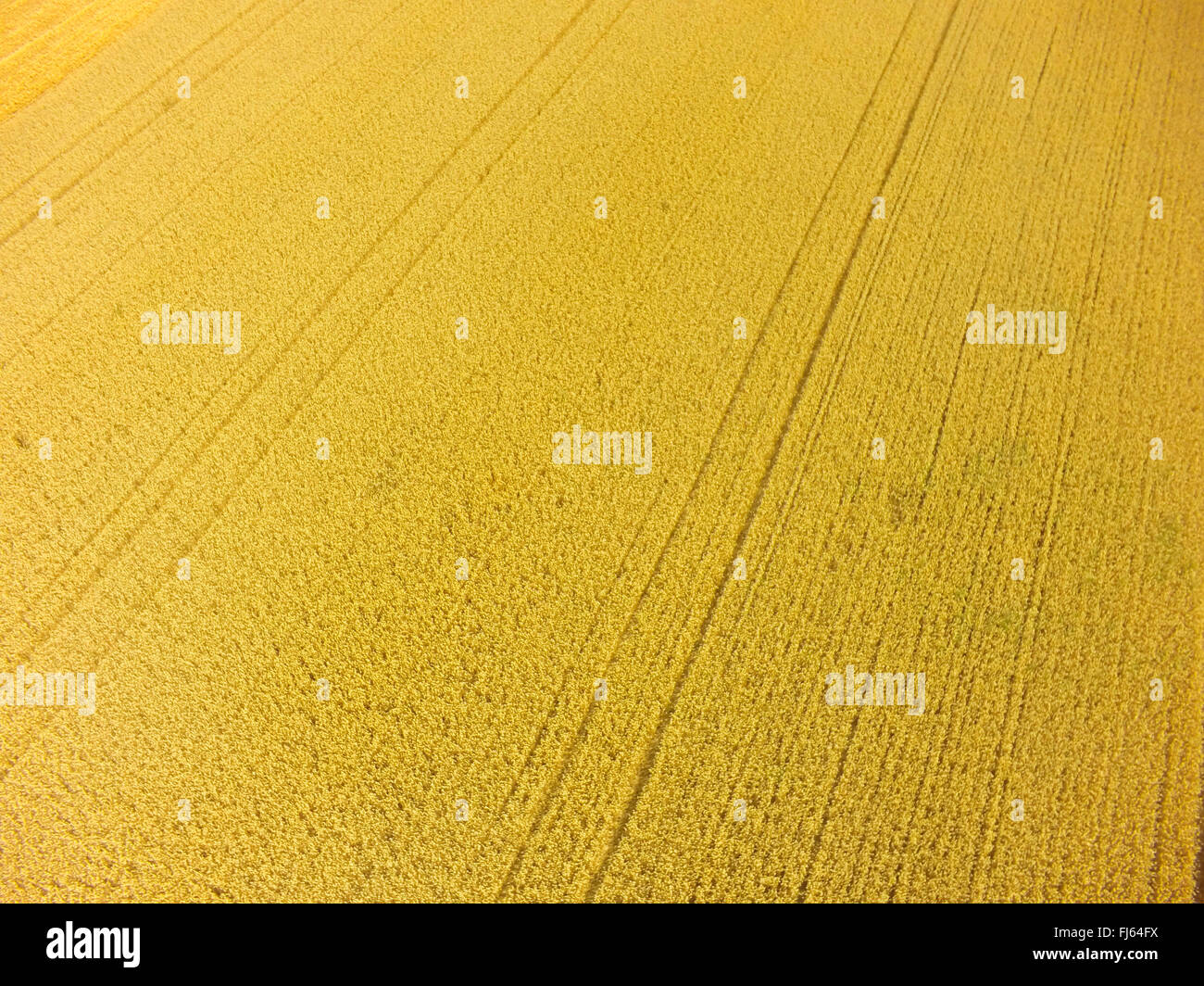 Campo de trigo maduro, fotografía aérea, 23.07.2015, vista aérea , Alemania, Baden-Wuerttemberg, Odenwald Foto de stock
