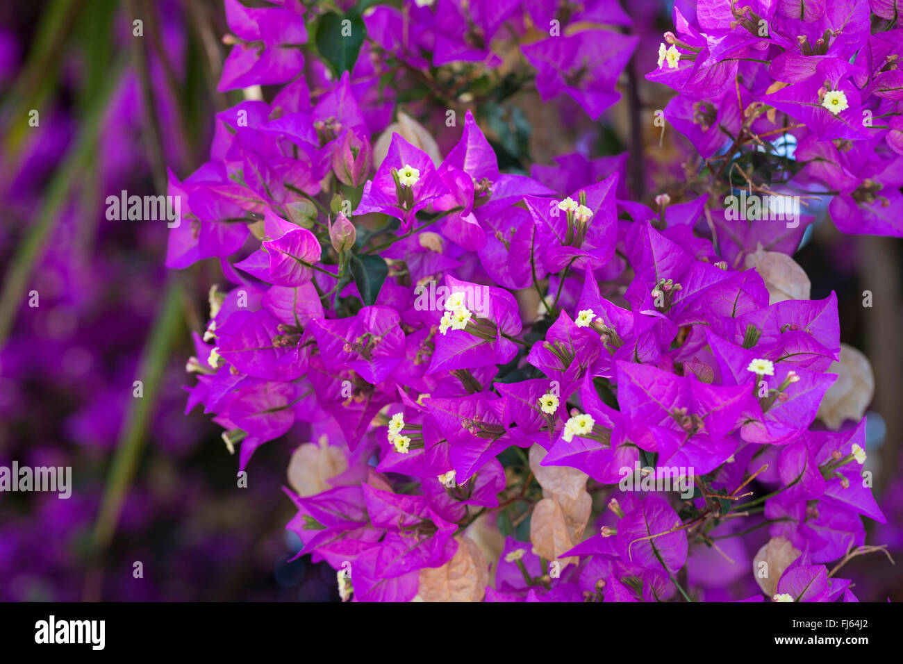 Buganvilla fotografías e imágenes de alta resolución - Página 3 - Alamy Buganvilla fotografías e imágenes de alta resolución - Página 3 - Alamy