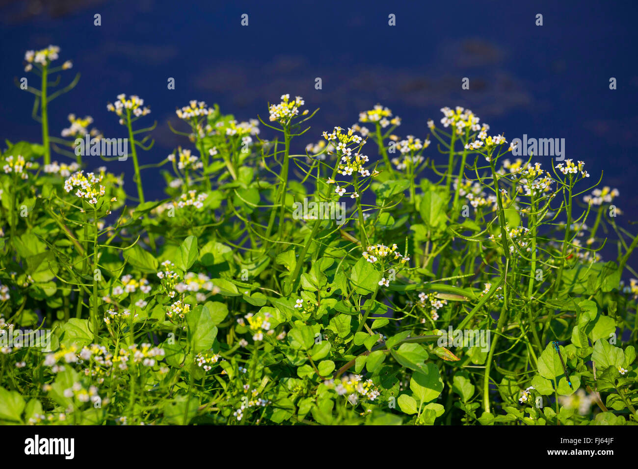 Berro, uno remaba, Onerow Yellowcress berro (Nasturtium microphyllum), floreciendo, Alemania Foto de stock