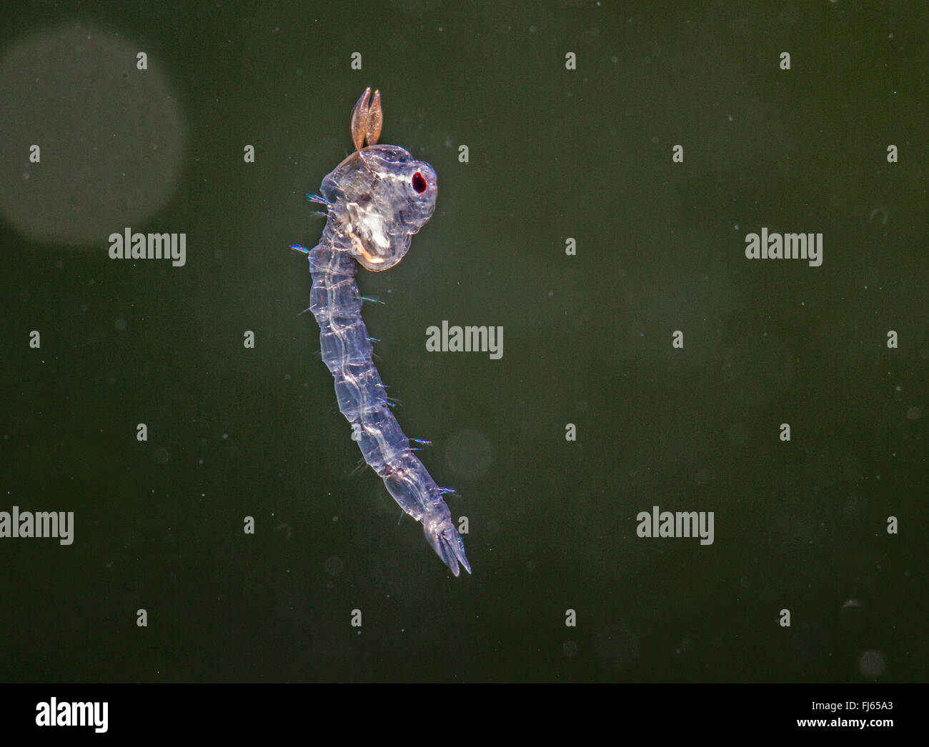 (Midge fantasma Chaoborus spec.), pupa flotando en el agua Foto de stock