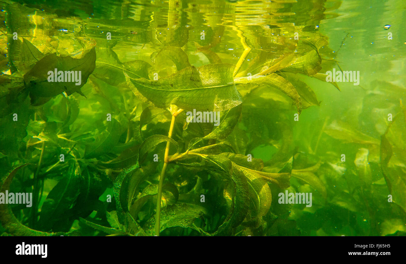 Brillante (pondweed Potamogeton lucens), fotografía submarina, Alemania, Baviera, el lago Chiemsee Foto de stock
