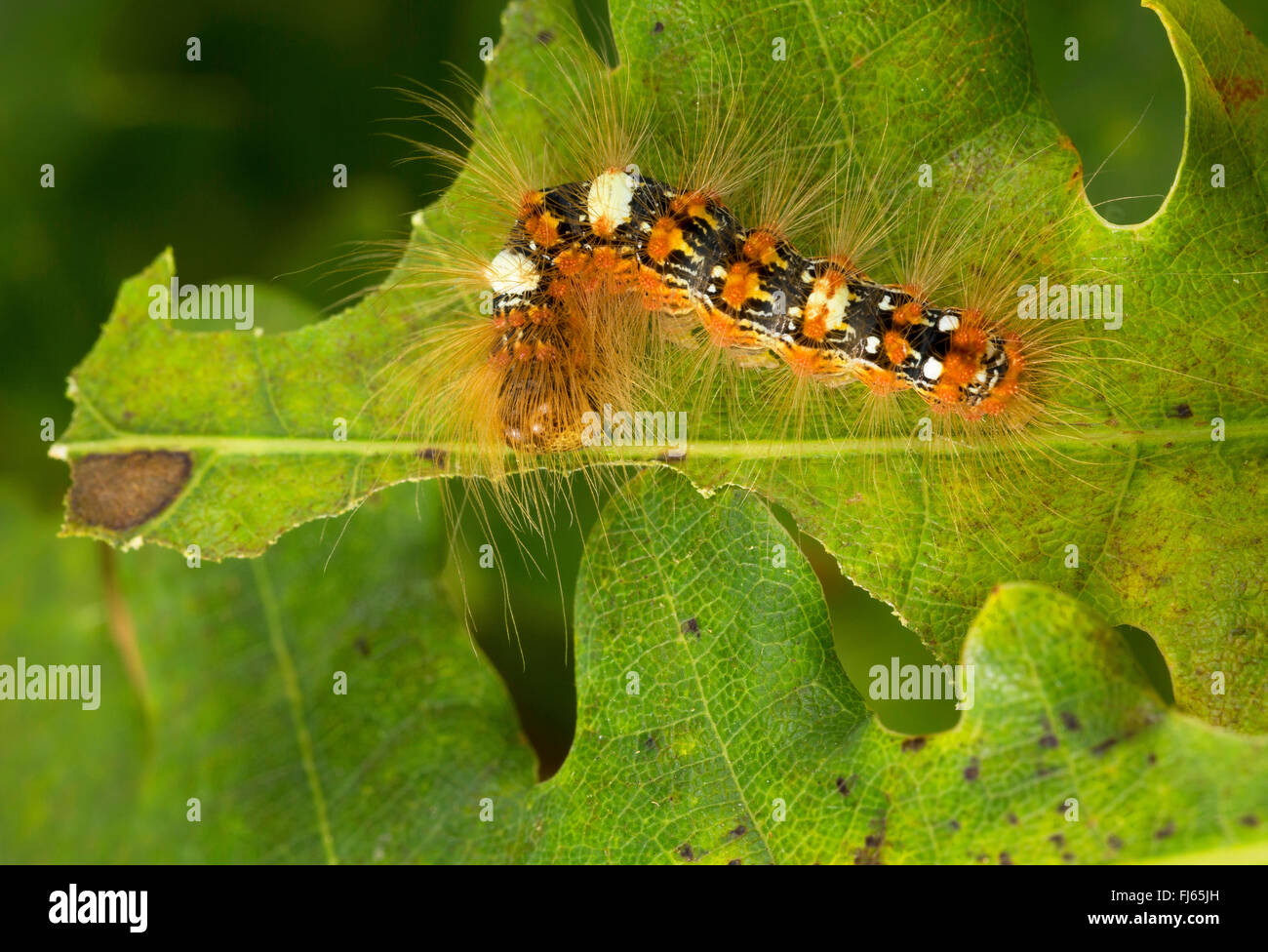 Los escasos Merveille du jour (Moma alpium, Daseoacheta alpium, Diphthera alpium), Caterpillar con pelos de comer en una hoja de roble, Alemania Foto de stock