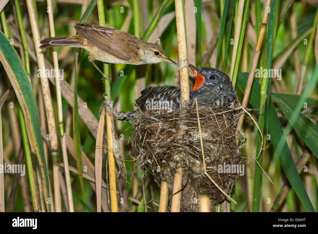 Cuco euroasiático (Cuculus canorus), reed curruca alimentando a un joven de 14 días en el nido del cuco Foto de stock