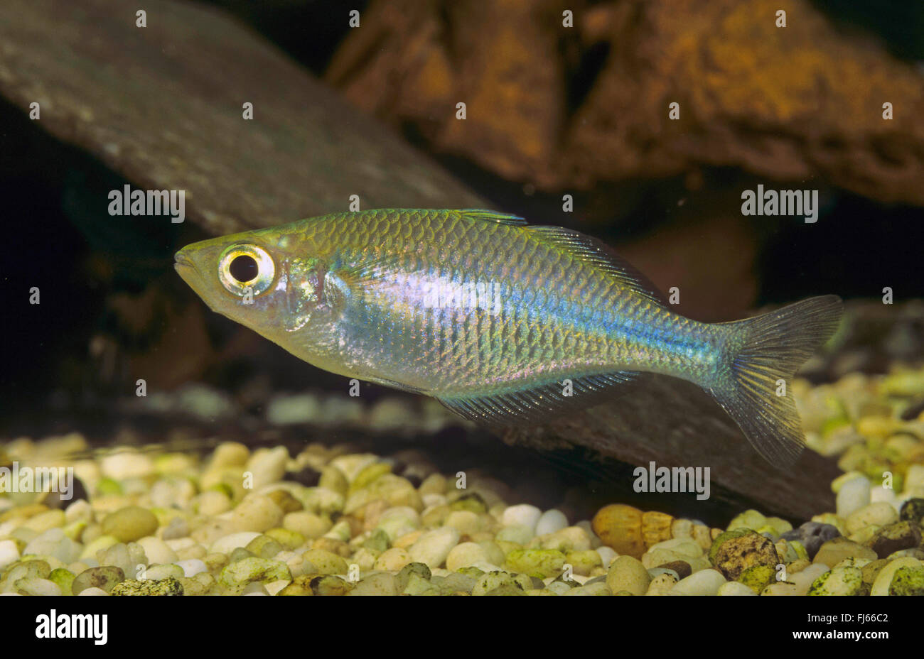 Lago Kutubu rainbowfish (Melanotaenia lacustris), natación Fotografía